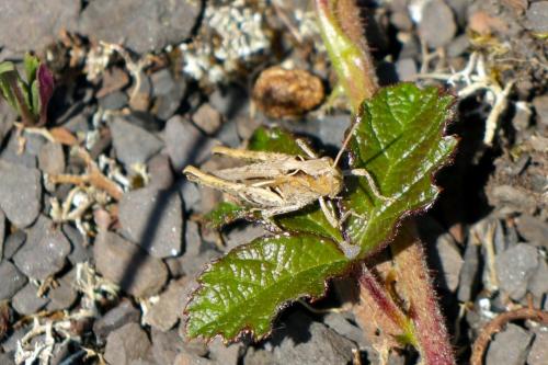 Chorthippus sp.